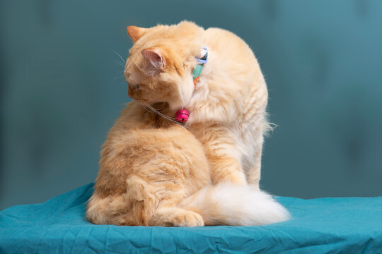 A little orange cat sits grooming itself against a green backdrop.