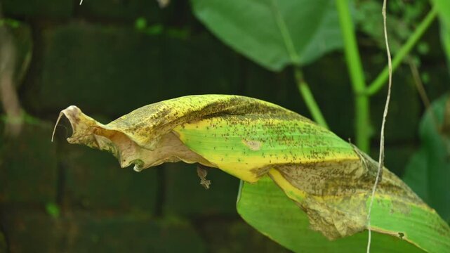 Disease of Turmeric leaf. Turmeric or Curcuma longa leaf shows distinct signs of distress and disease. These leaves have been damaged by disease or by being eaten by some insect. 