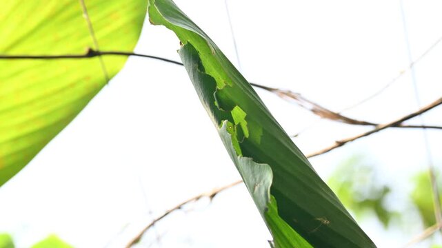 Disease of Turmeric leaf. Turmeric or Curcuma longa leaf shows distinct signs of distress and disease. These leaves have been damaged by disease or by being eaten by some insect. 