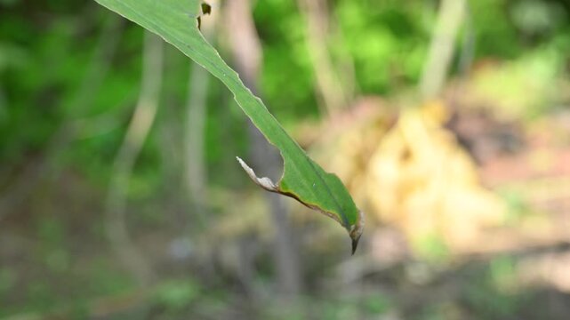 Disease of Turmeric leaf. Turmeric or Curcuma longa leaf shows distinct signs of distress and disease. These leaves have been damaged by disease or by being eaten by some insect. 