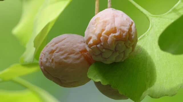 Tokyo, Japan - October 19, 2026: Ripe wrinkled ginkgo nuts on a tree