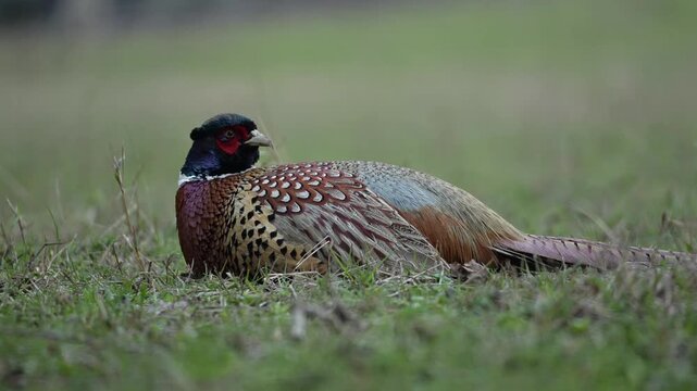 A vibrant male pheasant with intricate plumage lies low in the dry grass, moving its head turned to the side