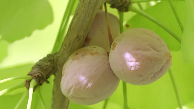 Tokyo, Japan - October 19, 2026: Ripe wrinkled ginkgo nuts on a tree