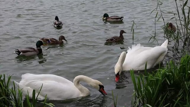 Mute swans and mallard ducks share a pond as the swans dip their bills to feed among reeds