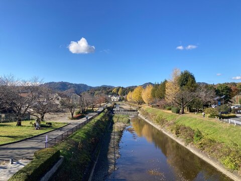 秋晴れの浅川と黄色いイチョウ