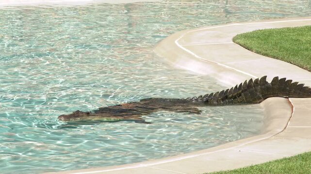 Saltwater Crocodile Gliding Smoothly Through Clear Pool Enclosure
