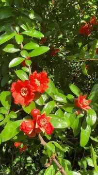 Pomegranate blossoms red flowers on pomegranate tree Punica granatum, vertical video.