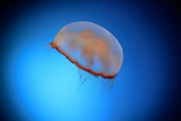 Brownbanded Moon Jelly Floating in Blue Water © PixilRay