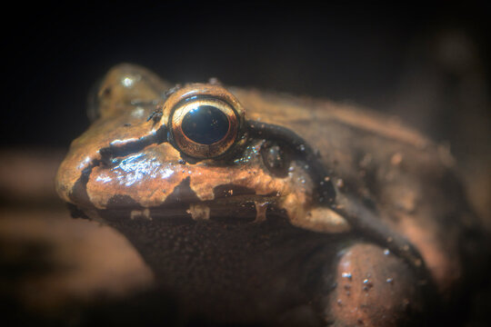 Smoky Jungle Frog &ndash; A Nocturnal Predator of the Tropical Rainforest