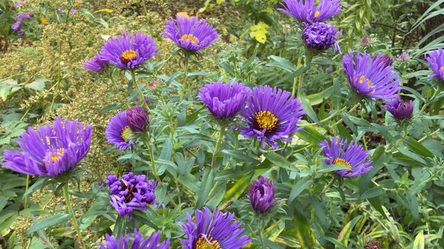Vibrant purple New England aster and Michaelmas daisy in natural meadow setting, Symphyotrichum novae angliae blooms