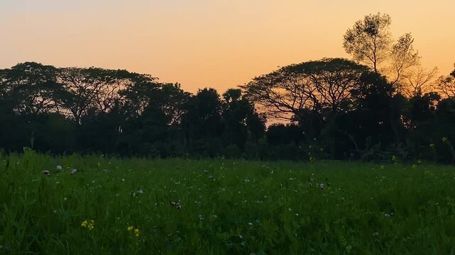 Pea plants and flowers grow in an agricultural field beneath an orange sunset sky and silhouetted trees in Bangladesh