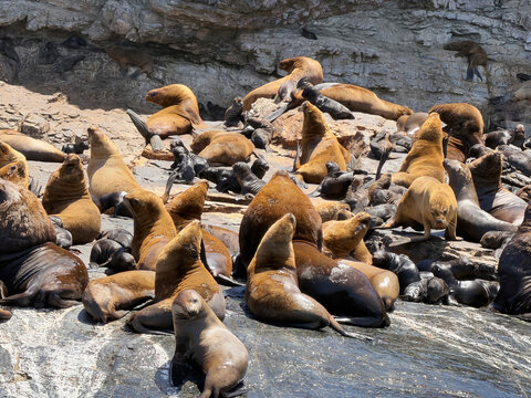 sea lions Humboldt Penguin  Reserve