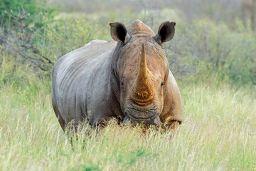 An endangered white rhinoceros (Ceratotherium simum) standing in natural habitat, South Africa © EcoView