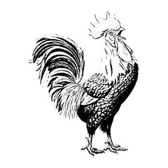 Vintage engraved illustration of a crowing rooster standing on light background with livestock engraving monochrome agriculture domestic feathers cockerel ornamental creative © JohnStock12