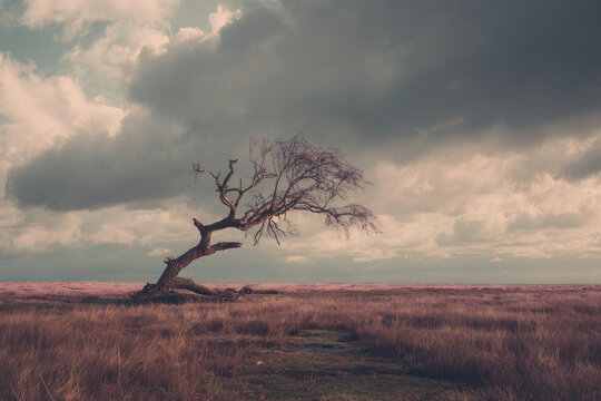 a lonely tree in the field