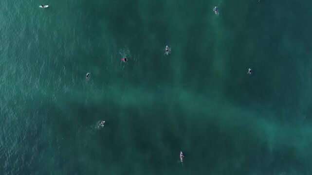 Breathtaking top-down aerial footage capturing crowd of surfers on boards in clear turquoise ocean water. High quality video stock background for sports editing.