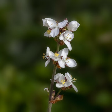Closeup of flowers of Libertia chilensis in a garden in early summer