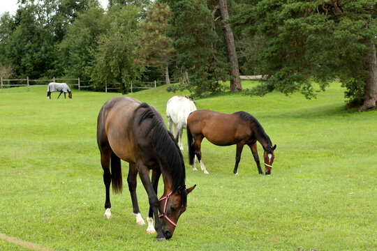 beautiful and healthy horses eating green grass at enclosure