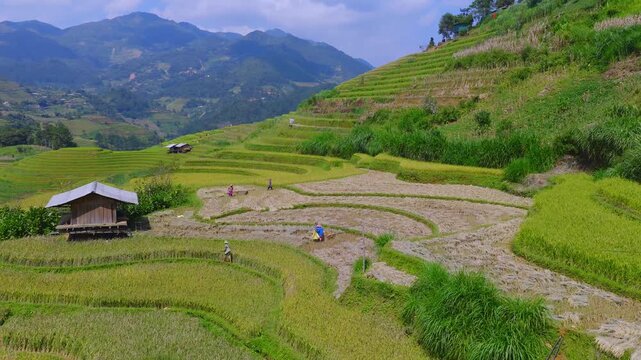Aerial view of farmers harvesting ripe golden rice fields at Mu Cang Chai town near Sapa city, North of Vietnam