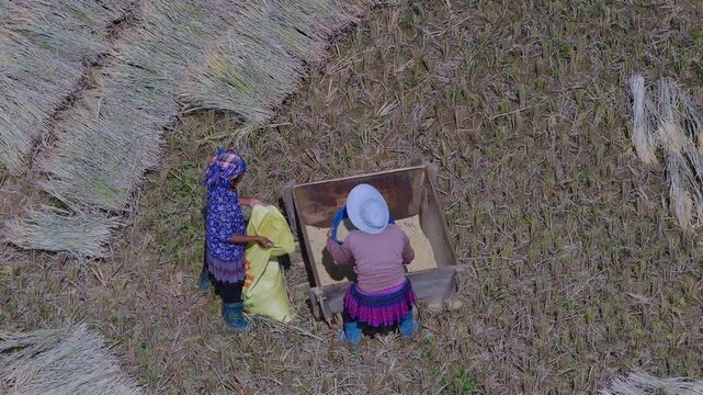 Aerial view of farmers harvesting ripe golden rice fields at Mu Cang Chai town near Sapa city, North of Vietnam