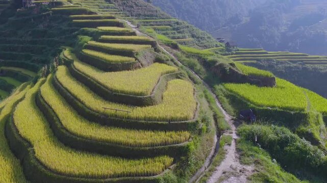 Aerial view of golden rice terraces at Mu Cang Chai town near Sapa city, North of Vietnam. Beautiful terraced rice field in harvest season in Lao Cai province.