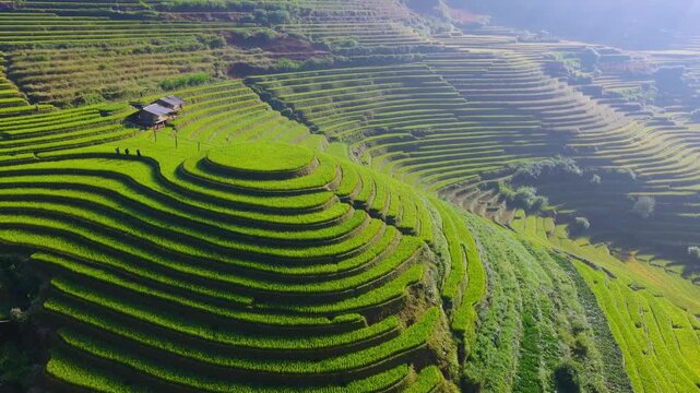 Aerial view of golden rice terraces at Mu Cang Chai town near Sapa city, North of Vietnam. Beautiful terraced rice field in harvest season in Lao Cai province.