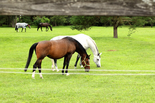 white and brown horse eating green fresh grass at enclosure 
