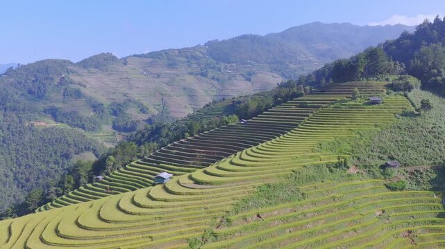 Aerial view of golden rice terraces at Mu Cang Chai town near Sapa city, North of Vietnam. Beautiful terraced rice field in harvest season in Lao Cai province.
