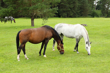 white and brown horse eating green fresh grass at enclosure  © Iveta