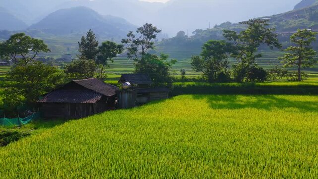 Aerial view of golden rice terraces at Khau Pha pass, near Mu Cang Chai town and Sapa city, Vietnam.