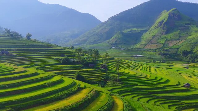 Aerial view of golden rice terraces at Khau Pha pass, near Mu Cang Chai town and Sapa city, Vietnam.