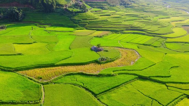 Aerial view of golden rice terraces at Khau Pha pass, near Mu Cang Chai town and Sapa city, Vietnam.