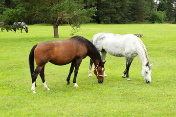 white and brown horse eating green fresh grass at enclosure  © Iveta