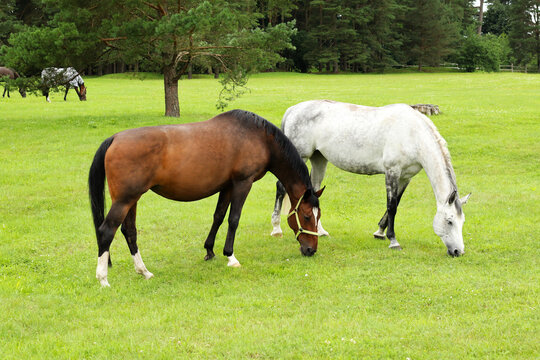 white and brown horse eating green fresh grass at enclosure 