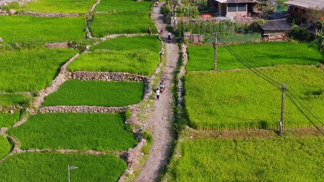 Aerial view of golden rice terraces at Khau Pha pass, near Mu Cang Chai town and Sapa city, Vietnam.