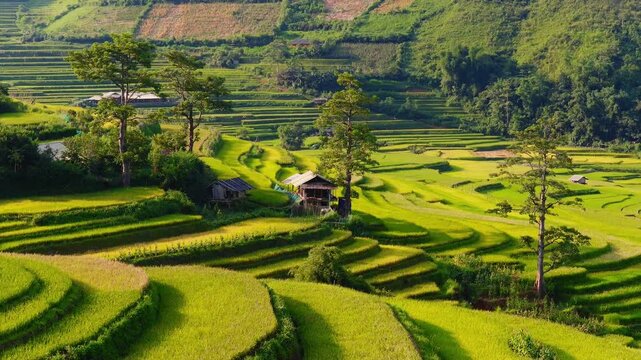 Aerial view of golden rice terraces at Khau Pha pass, near Mu Cang Chai town and Sapa city, Vietnam.