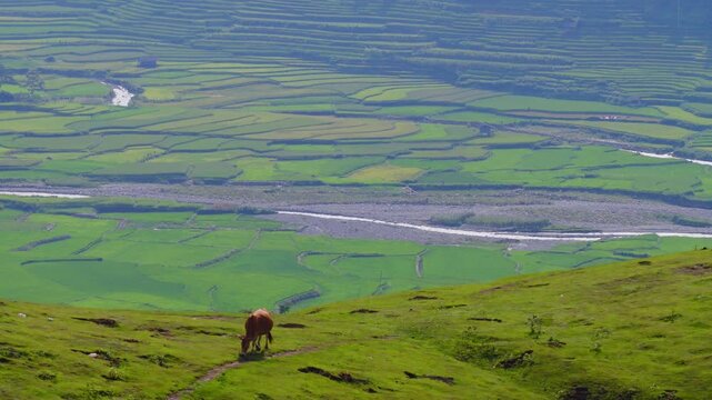 Aerial view of golden rice terraces at Khau Pha pass, near Mu Cang Chai town and Sapa city, Vietnam.