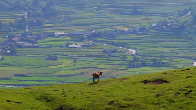 Aerial view of golden rice terraces at Khau Pha pass, near Mu Cang Chai town and Sapa city, Vietnam.