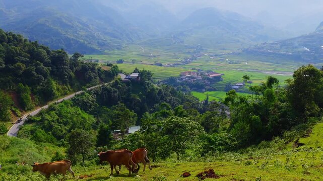 Aerial view of golden rice terraces at Khau Pha pass, near Mu Cang Chai town and Sapa city, Vietnam.