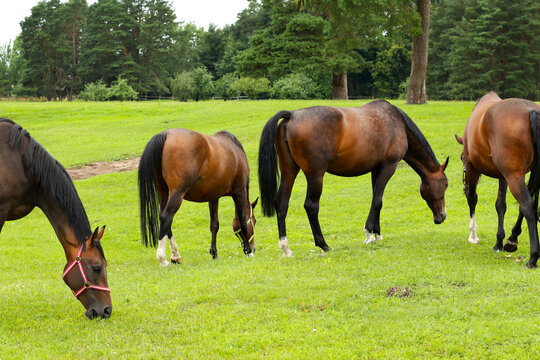beautiful and healthy horses eating green grass at enclosure