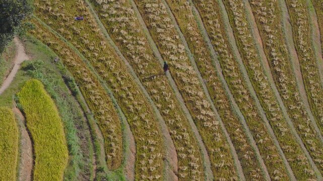 Aerial view of golden rice terraces at Mu Cang Chai town near Sapa city, North of Vietnam. Beautiful terraced rice field in harvest season in Lao Cai province.