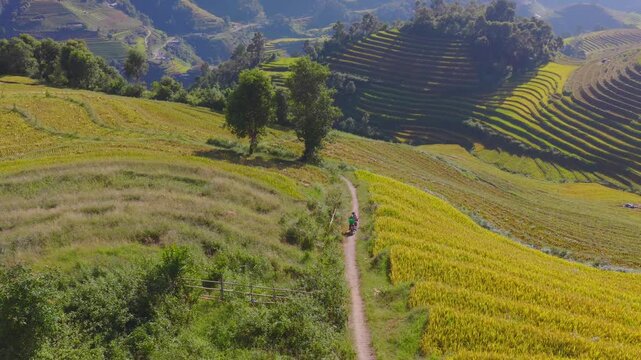 Aerial view of golden rice terraces at Mu Cang Chai town near Sapa city, North of Vietnam. Beautiful terraced rice field in harvest season in Lao Cai province.
