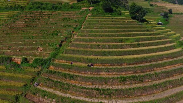 Aerial view of golden rice terraces at Mu Cang Chai town near Sapa city, North of Vietnam. Beautiful terraced rice field in harvest season in Lao Cai province.