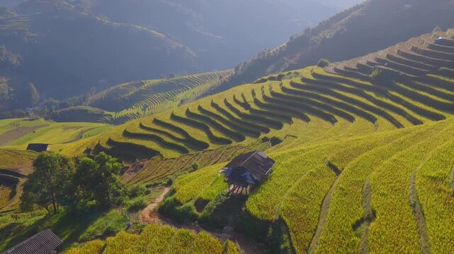 Aerial view of golden rice terraces at Mu Cang Chai town near Sapa city, North of Vietnam. Beautiful terraced rice field in harvest season in Lao Cai province.