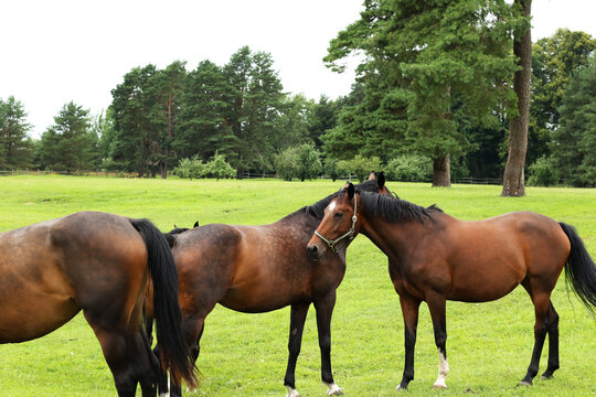 beautiful and healthy horses eating green grass at enclosure