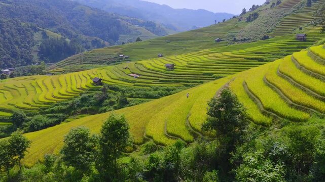 Aerial view of golden rice terraces at Mu Cang Chai town near Sapa city, North of Vietnam. Beautiful terraced rice field in harvest season in Lao Cai province.