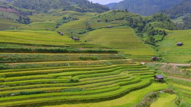 Aerial view of golden rice terraces at Mu Cang Chai town near Sapa city, North of Vietnam. Beautiful terraced rice field in harvest season in Lao Cai province.