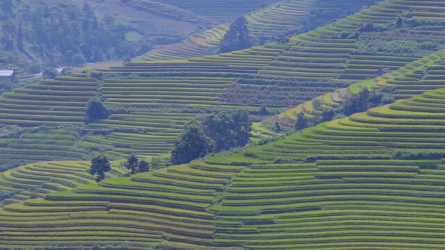 Aerial view of golden rice terraces at Mu Cang Chai town near Sapa city, North of Vietnam. Beautiful terraced rice field in harvest season in Lao Cai province.