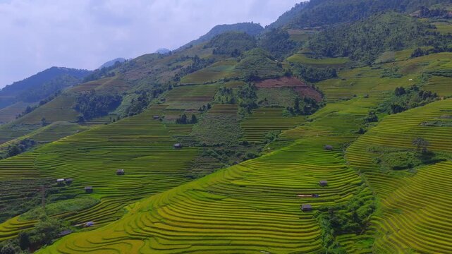 Aerial view of golden rice terraces at Mu Cang Chai town near Sapa city, North of Vietnam. Beautiful terraced rice field in harvest season in Lao Cai province.