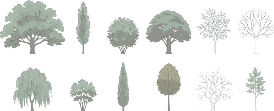 Vector trees in elevation view for use in architectural drawings isolated on transparent background